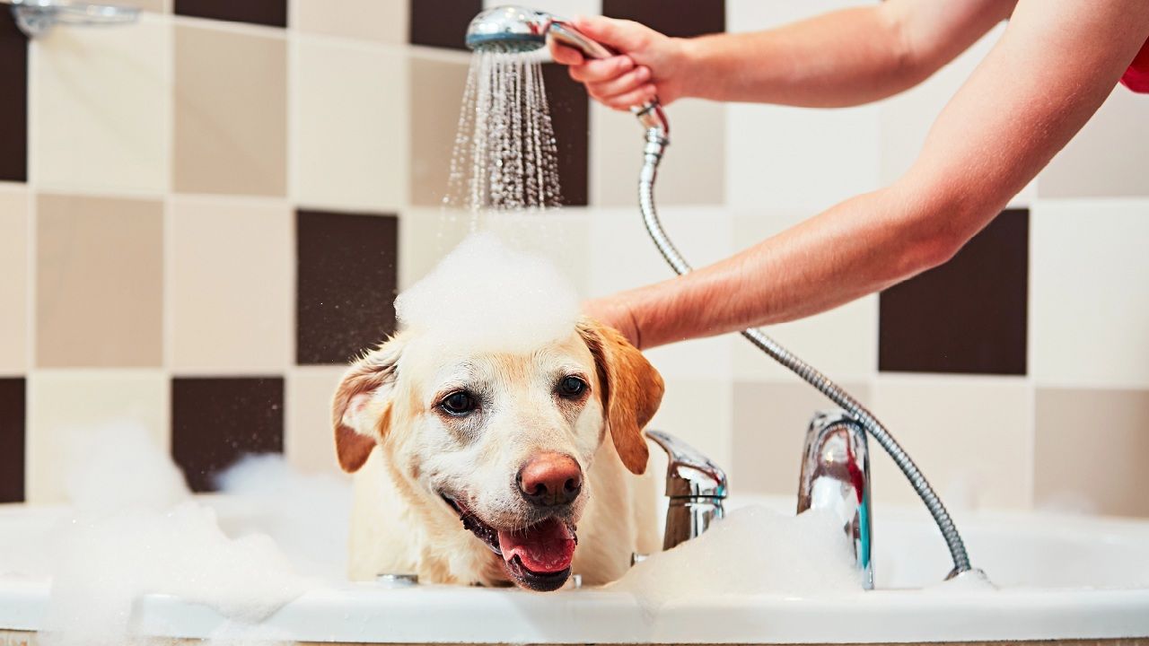Découvrez la Fréquence Idéale pour Laver Votre Chien ou Chat et Éviter les Erreurs Courantes !