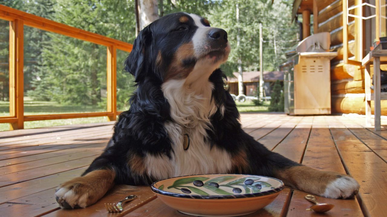 Découvrez pourquoi ce légume peut être dangereux pour votre chien !