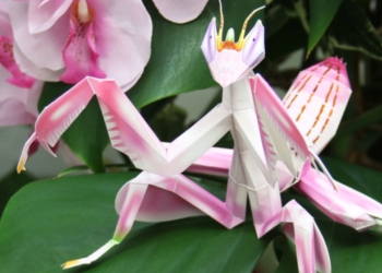 Découvrez le Secret pour Élever Facilement une Mante Orchidée en Terrarium et Éblouir Vos Amis !
