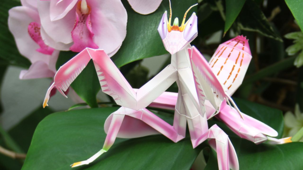 Découvrez le Secret pour Élever Facilement une Mante Orchidée en Terrarium et Éblouir Vos Amis !