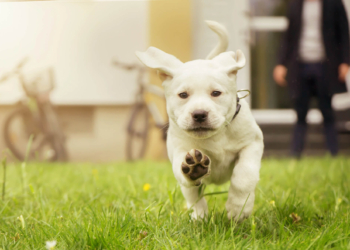 Voici un titre légèrement putaclic et optimisé pour le SEO :
« Découvrez comment ces indices surprenants révèlent le caractère profond de votre chien ! »