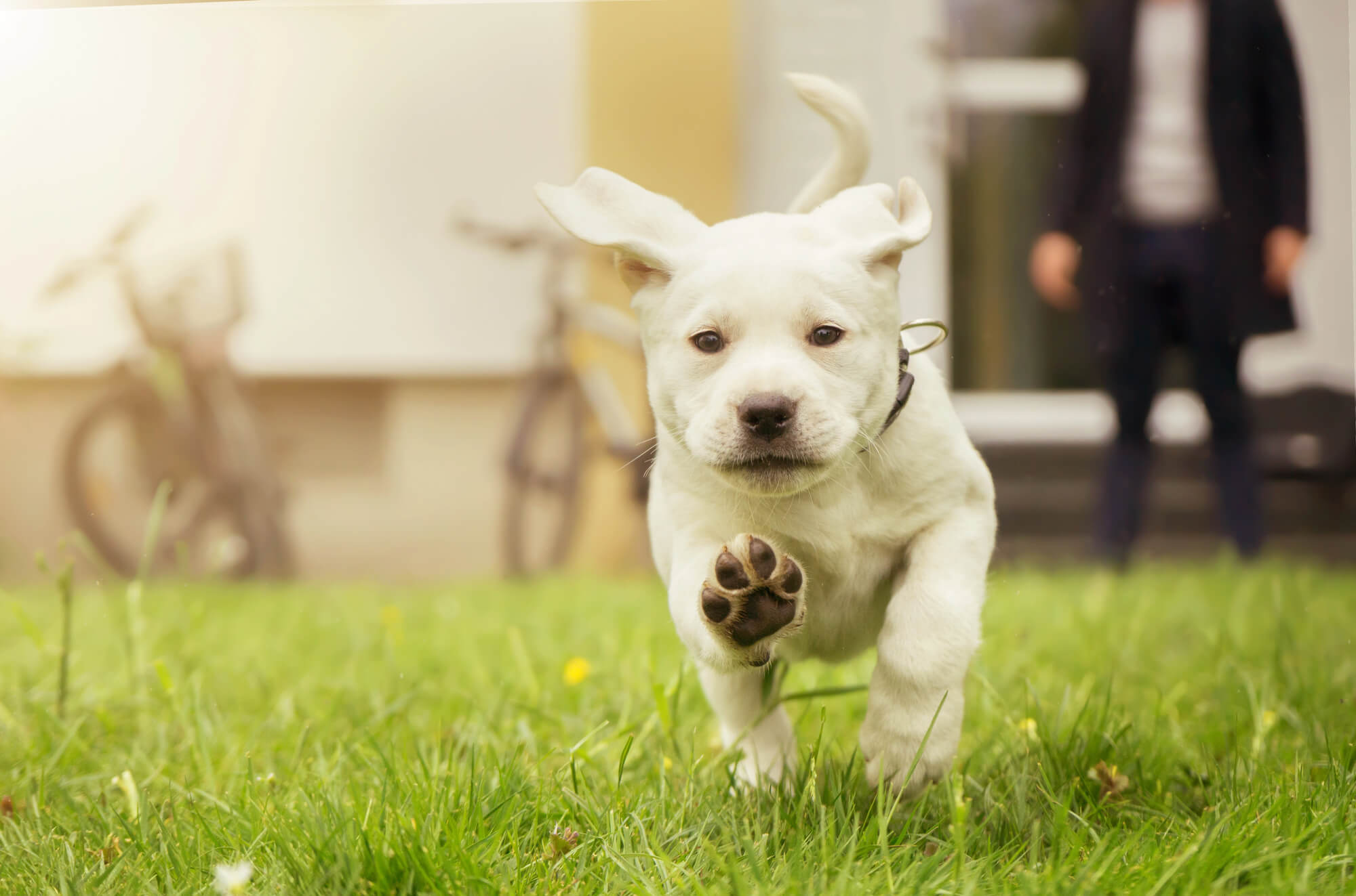 Voici un titre légèrement putaclic et optimisé pour le SEO :

« Découvrez comment ces indices surprenants révèlent le caractère profond de votre chien ! »