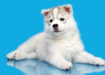 Découvrez le Résultat Étonnant du Croisement Entre le Husky Sibérien et le Spitz !