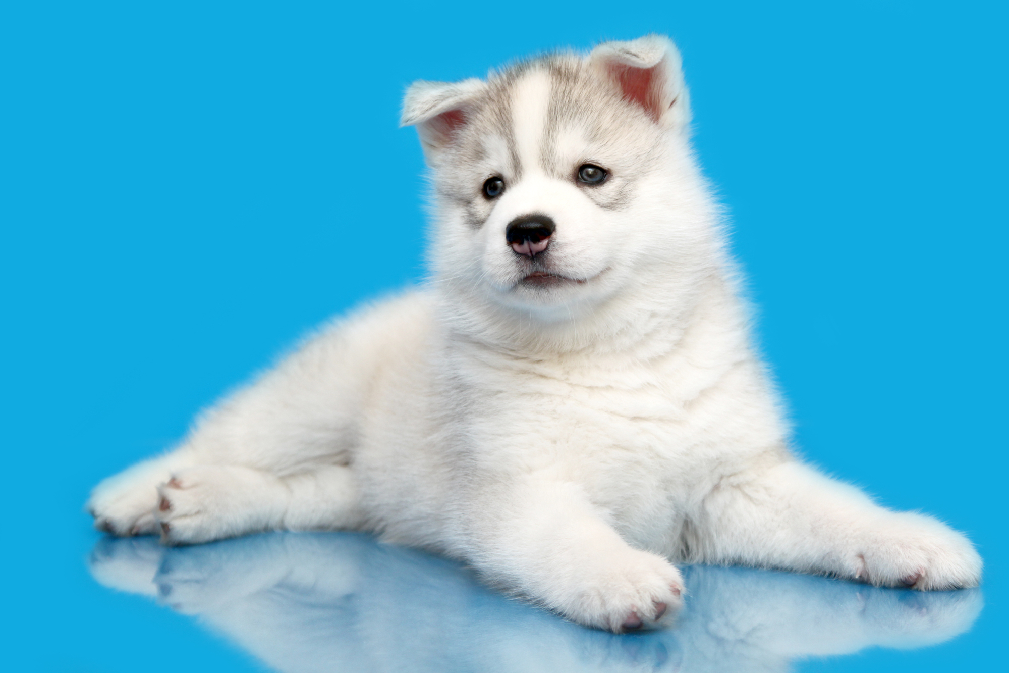 Découvrez le Résultat Étonnant du Croisement Entre le Husky Sibérien et le Spitz !