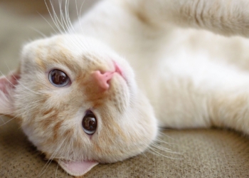 Découvrez pourquoi votre chat souffre de pellicules et comment résoudre ce problème surprenant !