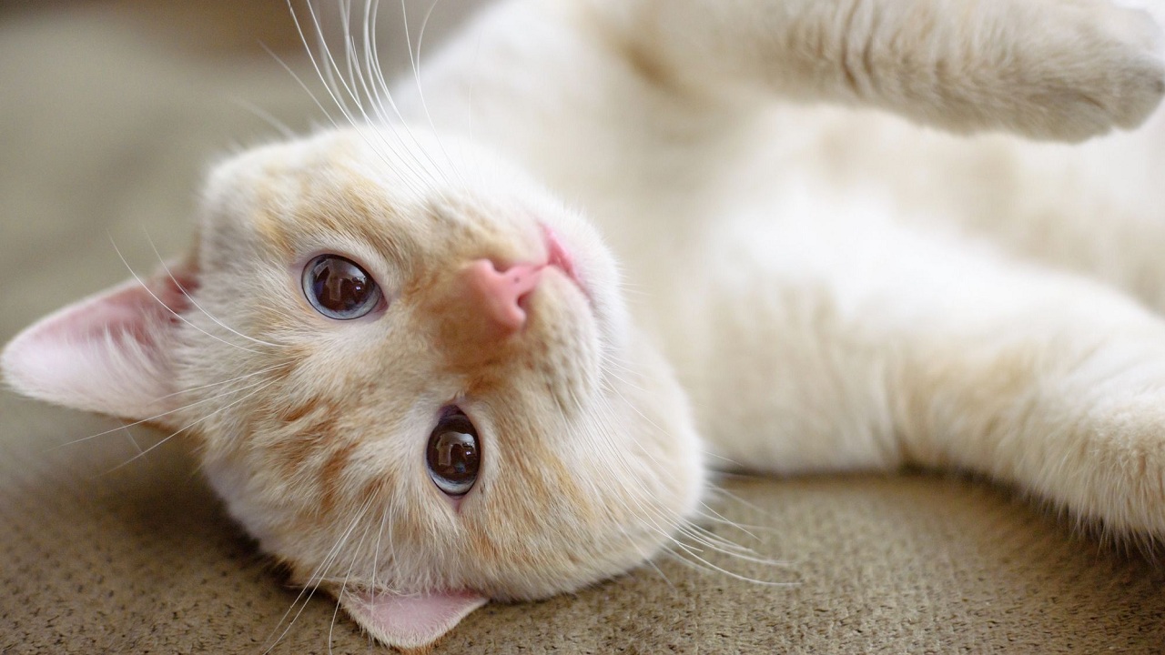 Découvrez pourquoi votre chat souffre de pellicules et comment résoudre ce problème surprenant !