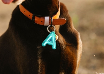 Découvrez 150 prénoms en &lsquo;A&rsquo; pour adopter votre nouvel animal !