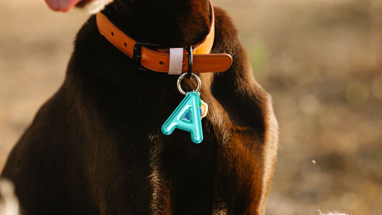 Découvrez 150 prénoms en &lsquo;A&rsquo; pour adopter votre nouvel animal !