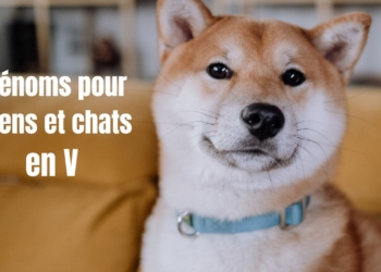 Découvrez les Meilleurs Prénoms en V pour Votre Chien ou Chat : 100 Idées Incroyables !