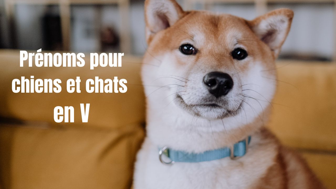 Découvrez les Meilleurs Prénoms en V pour Votre Chien ou Chat : 100 Idées Incroyables !