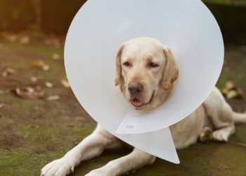 Découvrez le coût surprenant de la stérilisation pour votre chien ou chienne !