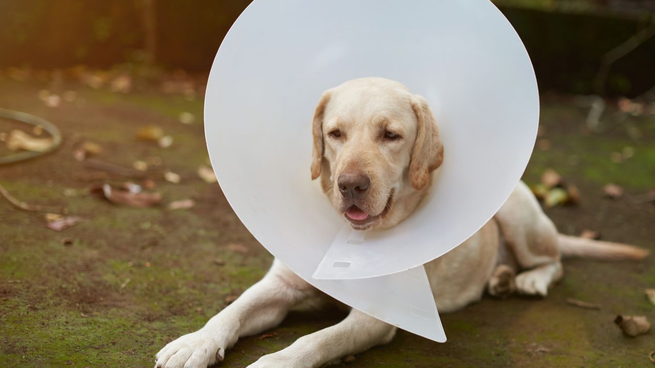 Découvrez le coût surprenant de la stérilisation pour votre chien ou chienne !