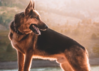Découvrez la Meilleure Race de Chien de Berger à Adopter pour Votre Famille !