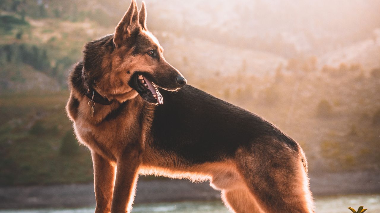 Découvrez la Meilleure Race de Chien de Berger à Adopter pour Votre Famille !
