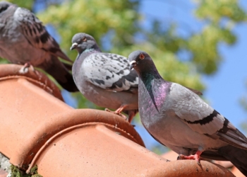 Découvrez les astuces de grand-mère pour éloigner définitivement les pigeons de votre jardin
