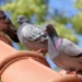 Découvrez les astuces de grand-mère pour éloigner définitivement les pigeons de votre jardin