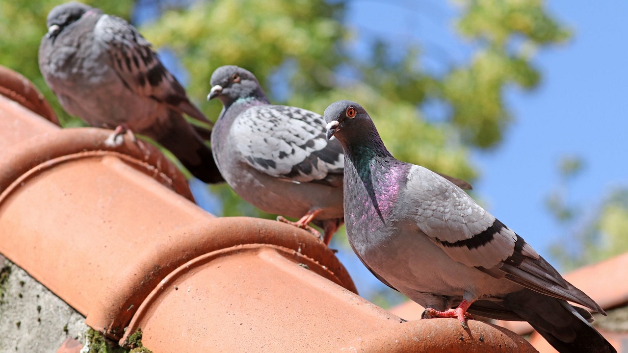 Découvrez les astuces de grand-mère pour éloigner définitivement les pigeons de votre jardin