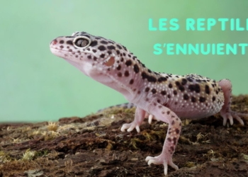 Ces secrets sur les reptiles en captivité vont vous surprendre : S’ennuient-ils vraiment ?