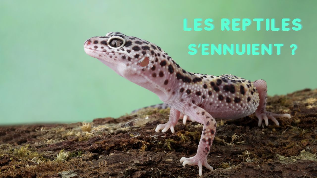 Ces secrets sur les reptiles en captivité vont vous surprendre : S&rsquo;ennuient-ils vraiment ?