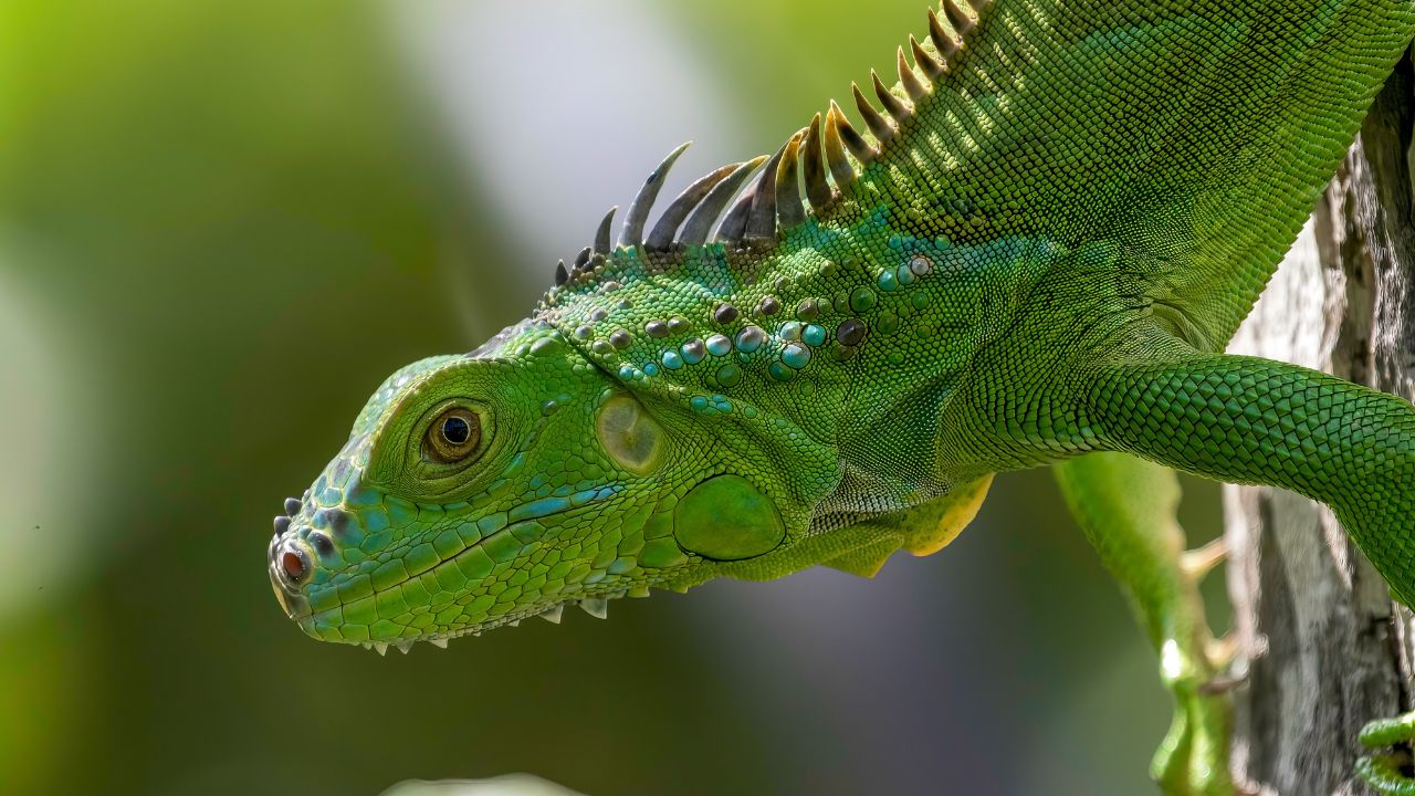 Découvrez les Meilleures Espèces Sans Insectes Pour Votre Jardin