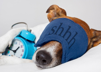 Voici un titre légèrement putaclic et optimisé pour le SEO : « Découvrez les Rêves Mystérieux des Chiens Pendant Leur Sommeil : Ce Que Votre Toutou Imagine la Nuit ! »