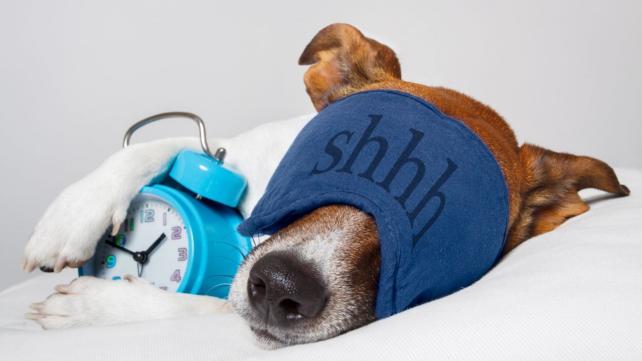 Voici un titre légèrement putaclic et optimisé pour le SEO : « Découvrez les Rêves Mystérieux des Chiens Pendant Leur Sommeil : Ce Que Votre Toutou Imagine la Nuit ! »