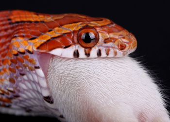 Les Serpents des Blés Déferlent sur la France : La Vague Inattendue d&rsquo;Abandons et d&rsquo;Évasions