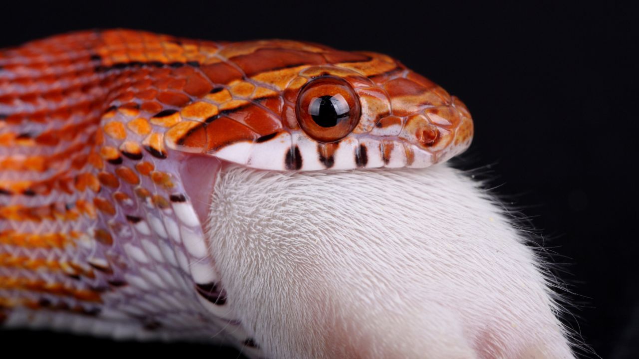 Les Serpents des Blés Déferlent sur la France : La Vague Inattendue d&rsquo;Abandons et d&rsquo;Évasions
