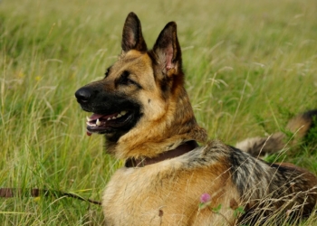 Découvrez le Mélange Incroyable Entre Berger Allemand et Malinois : Le Chien Ultime !