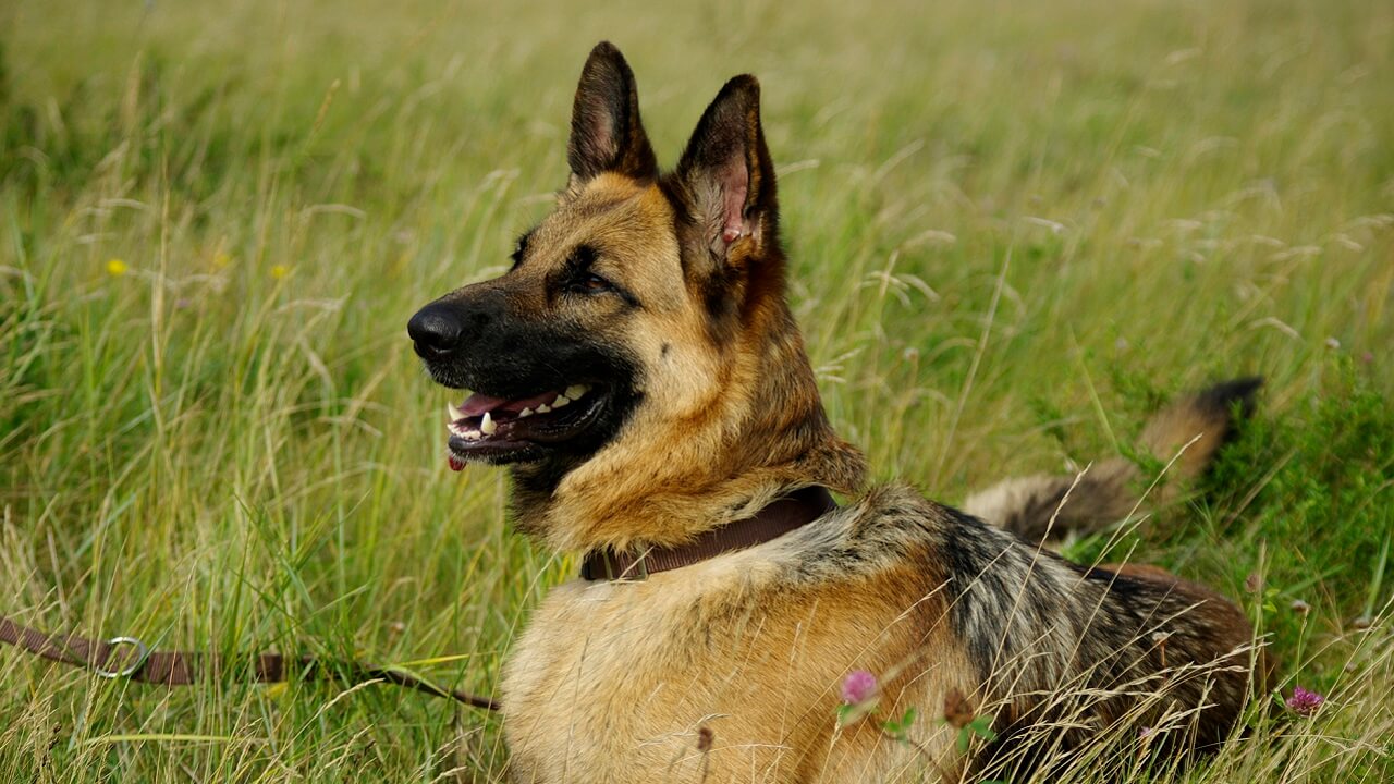 Découvrez le Mélange Incroyable Entre Berger Allemand et Malinois : Le Chien Ultime !