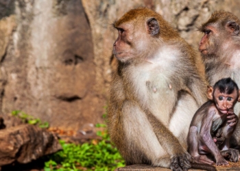 Découvrez Comment la Catastrophe Climatique Transforme le Comportement des Singes en les Rendant Plus Sociables