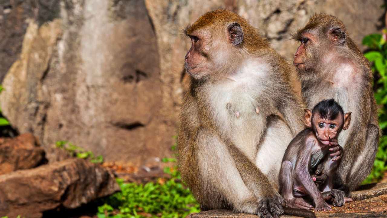 Découvrez Comment la Catastrophe Climatique Transforme le Comportement des Singes en les Rendant Plus Sociables