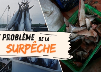 Découvrez pourquoi 25 % des poissons pêchés finissent morts à la mer : un scandale choquant !
