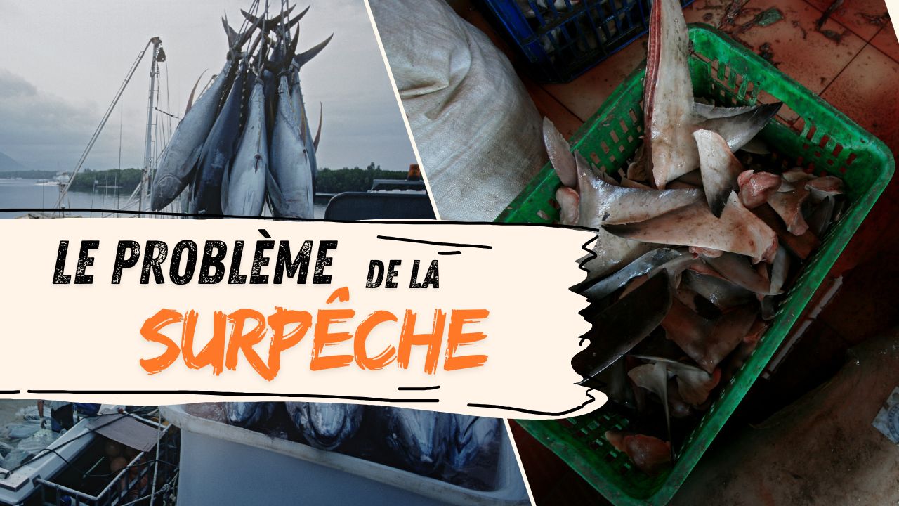 Découvrez pourquoi 25 % des poissons pêchés finissent morts à la mer : un scandale choquant !