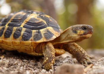 Découvrez les Secrets Infaillibles pour Déterminer l&rsquo;Âge d&rsquo;une Tortue !