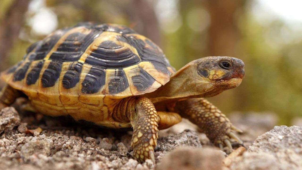Découvrez les Secrets Infaillibles pour Déterminer l&rsquo;Âge d&rsquo;une Tortue !
