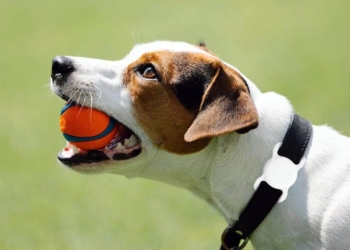 Découvrez comment un AirTag a retrouvé un chien perdu et l&rsquo;importance de surveiller son niveau de batterie !