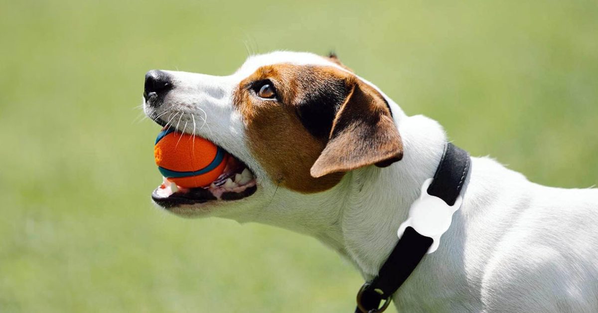 Découvrez comment un AirTag a retrouvé un chien perdu et l&rsquo;importance de surveiller son niveau de batterie !