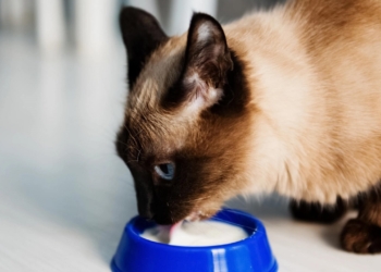 Bien sûr ! Voici un titre légèrement putaclic en utilisant des mots clés pertinents :
"Découvrez pourquoi cette habitude pourrait nuire à la santé de votre animal de compagnie !"