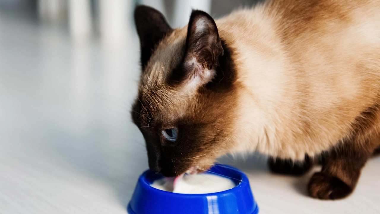 Bien sûr ! Voici un titre légèrement putaclic en utilisant des mots clés pertinents :
"Découvrez pourquoi cette habitude pourrait nuire à la santé de votre animal de compagnie !"