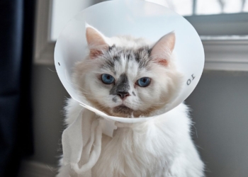Découvrez le Temps de Récupération d’un Chat Après une Stérilisation : Ce Que Vous Devez Savoir !