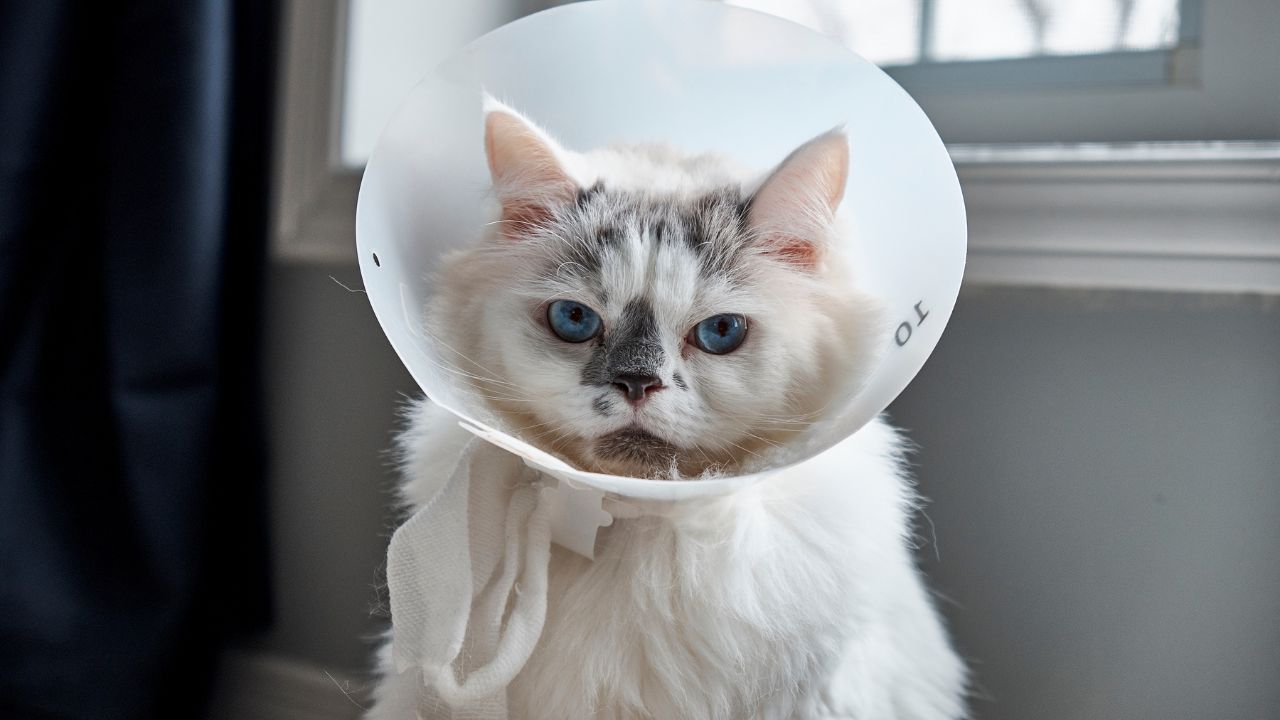Découvrez le Temps de Récupération d&rsquo;un Chat Après une Stérilisation : Ce Que Vous Devez Savoir !
