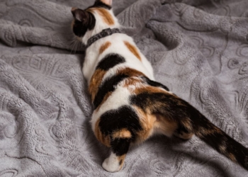 Découvrez 5 Astuces Naturelles Infaillibles pour Apaiser les Chaleurs de Votre Chat !