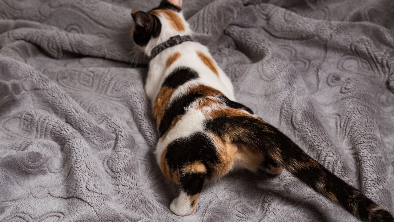 Découvrez 5 Astuces Naturelles Infaillibles pour Apaiser les Chaleurs de Votre Chat !