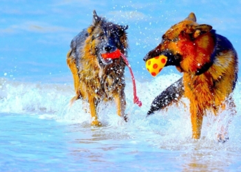 Découvrez les 10 étapes essentielles pour sociabiliser deux chiens mâles comme un pro !
