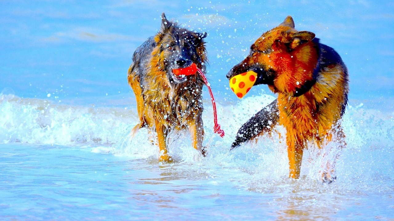 Découvrez les 10 étapes essentielles pour sociabiliser deux chiens mâles comme un pro !