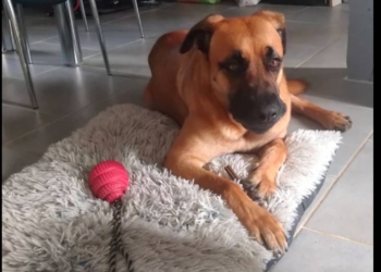 Découvrez comment Temu transforme la vie d&rsquo;une mère débordée avec son chien adopté !
