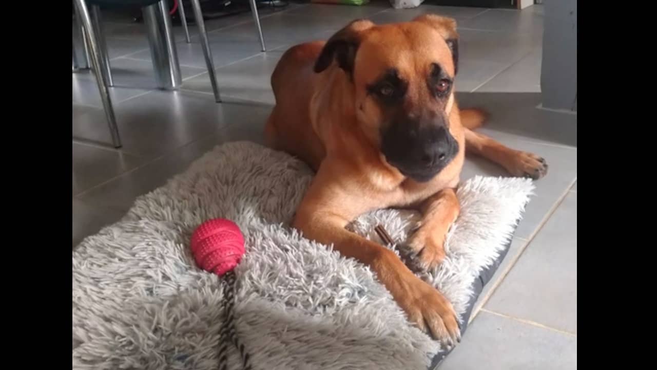 Découvrez comment Temu transforme la vie d&rsquo;une mère débordée avec son chien adopté !