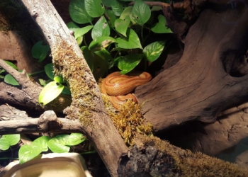 Est-il vraiment sain de garder des reptiles en captivité ? Découvrez la vérité cachée !