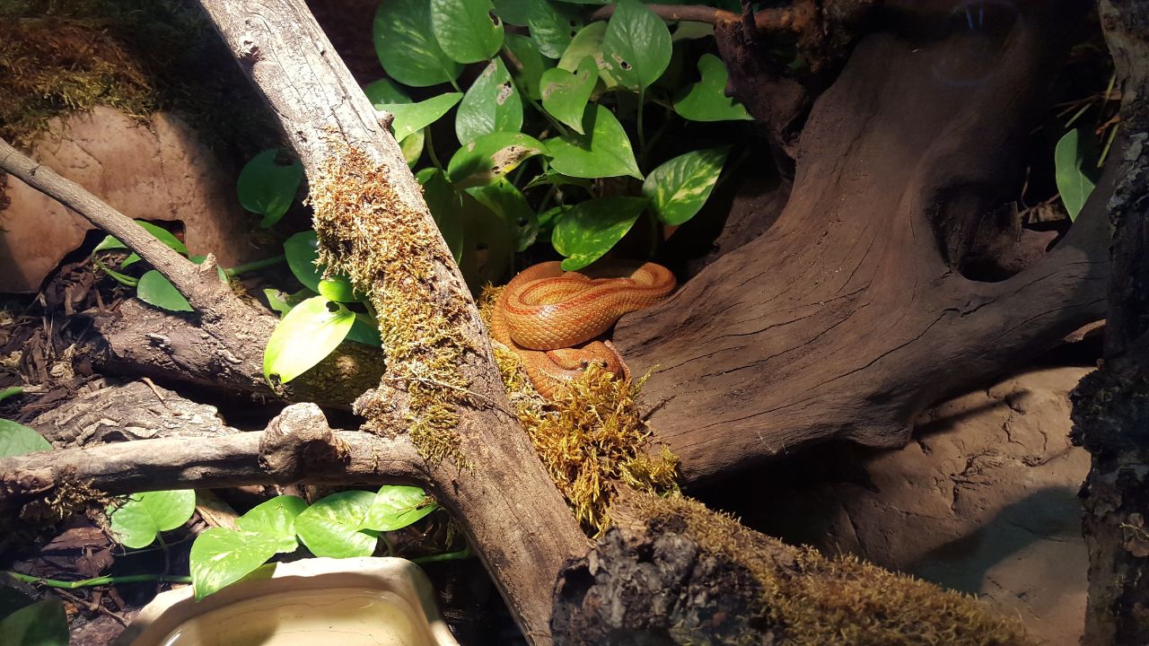 Est-il vraiment sain de garder des reptiles en captivité ? Découvrez la vérité cachée !